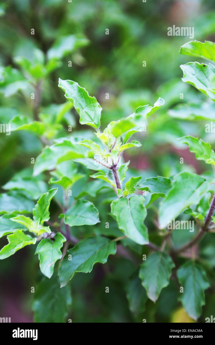 Tulsi plant hires stock photography and images Alamy