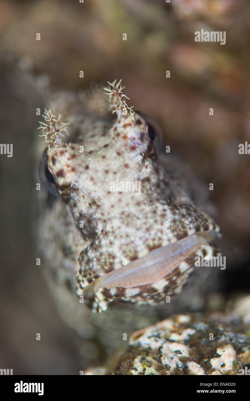 Blenny Dissection The up close view of the face of a Blenny.Blennioidei species from ...