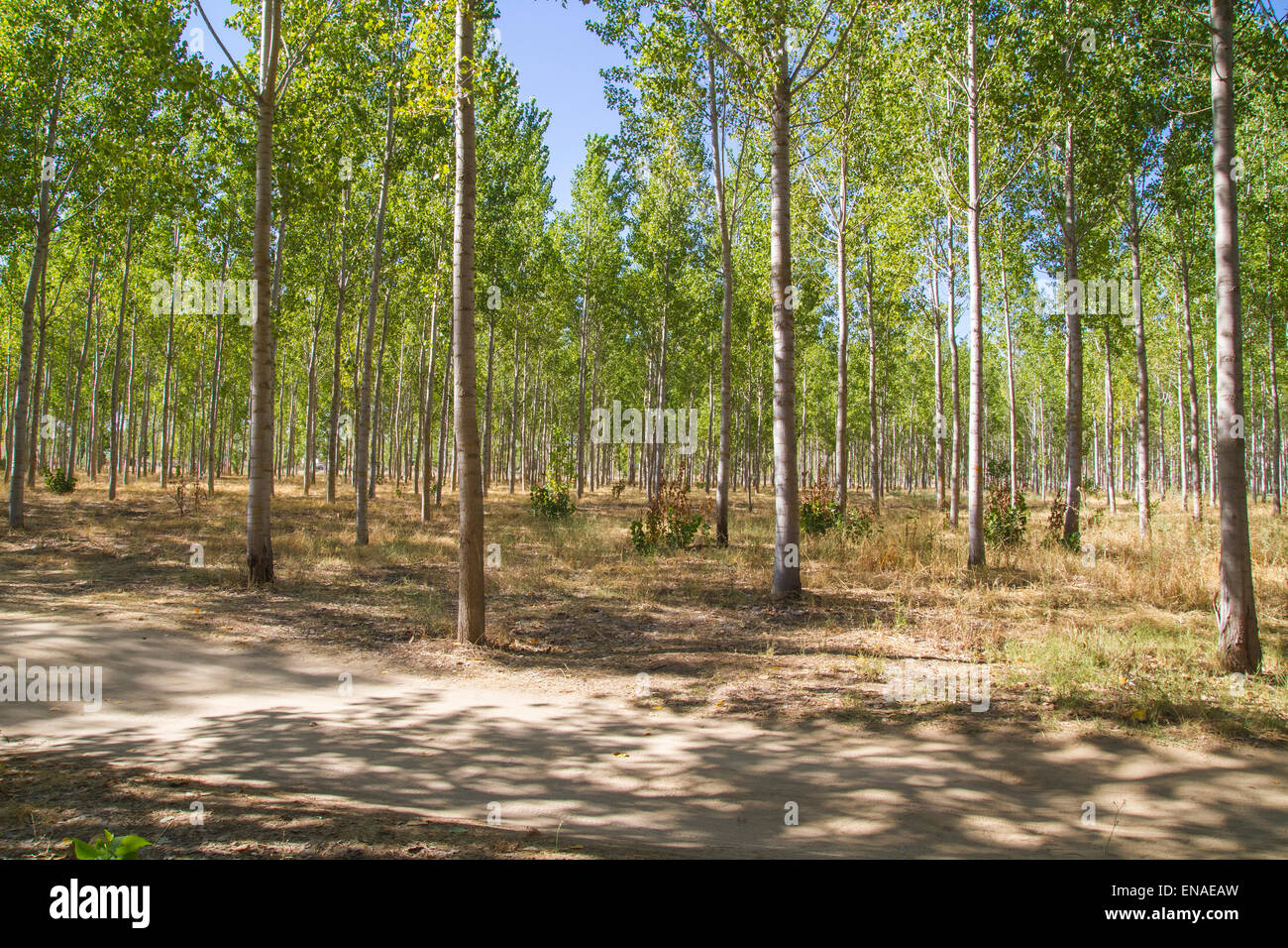artificial forest plantation, avenues of trees Toledo, Castilla La ...