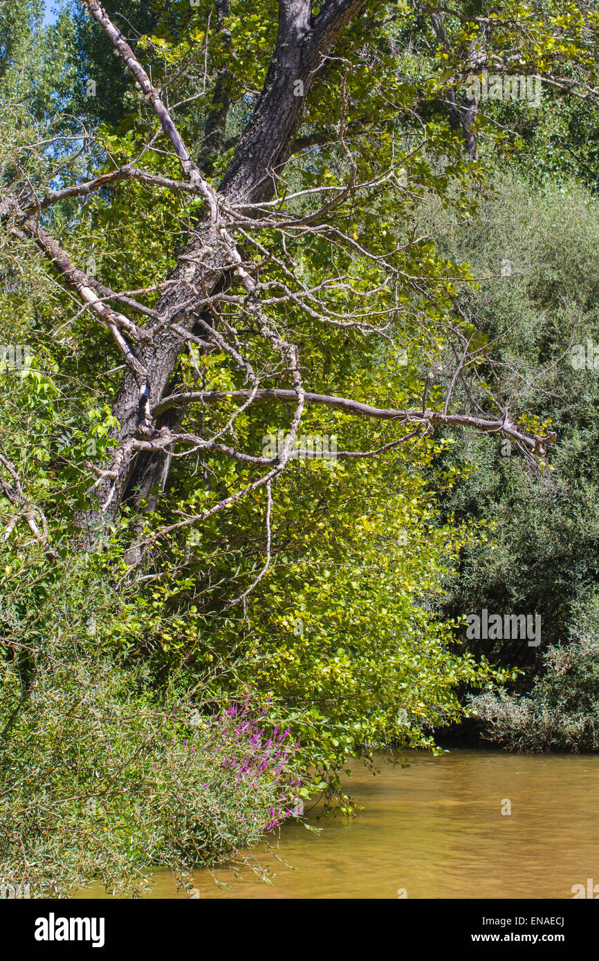 Alberche hires stock photography and images Alamy