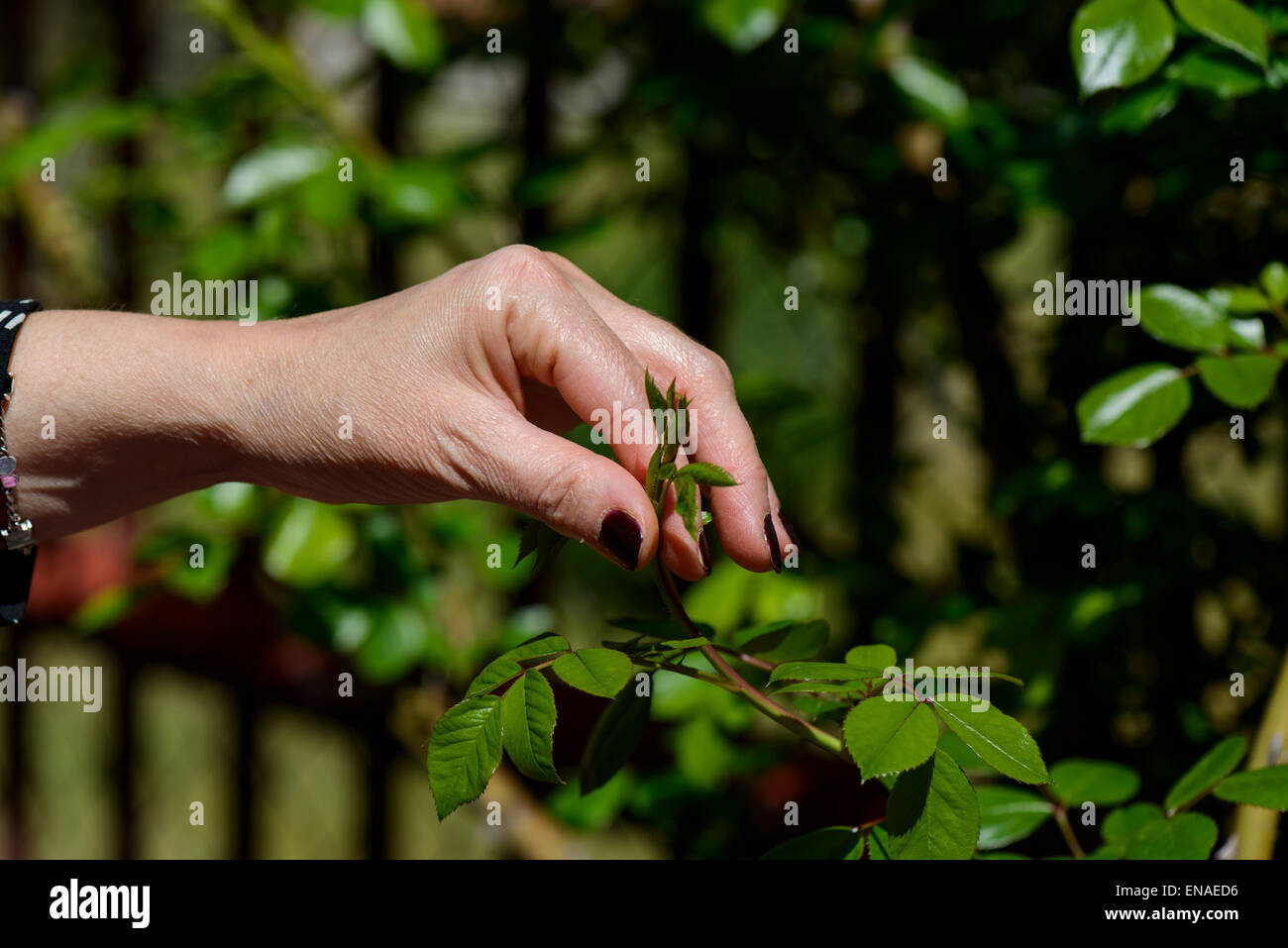 Hand touching leaves of a plant in garden Stock Photo