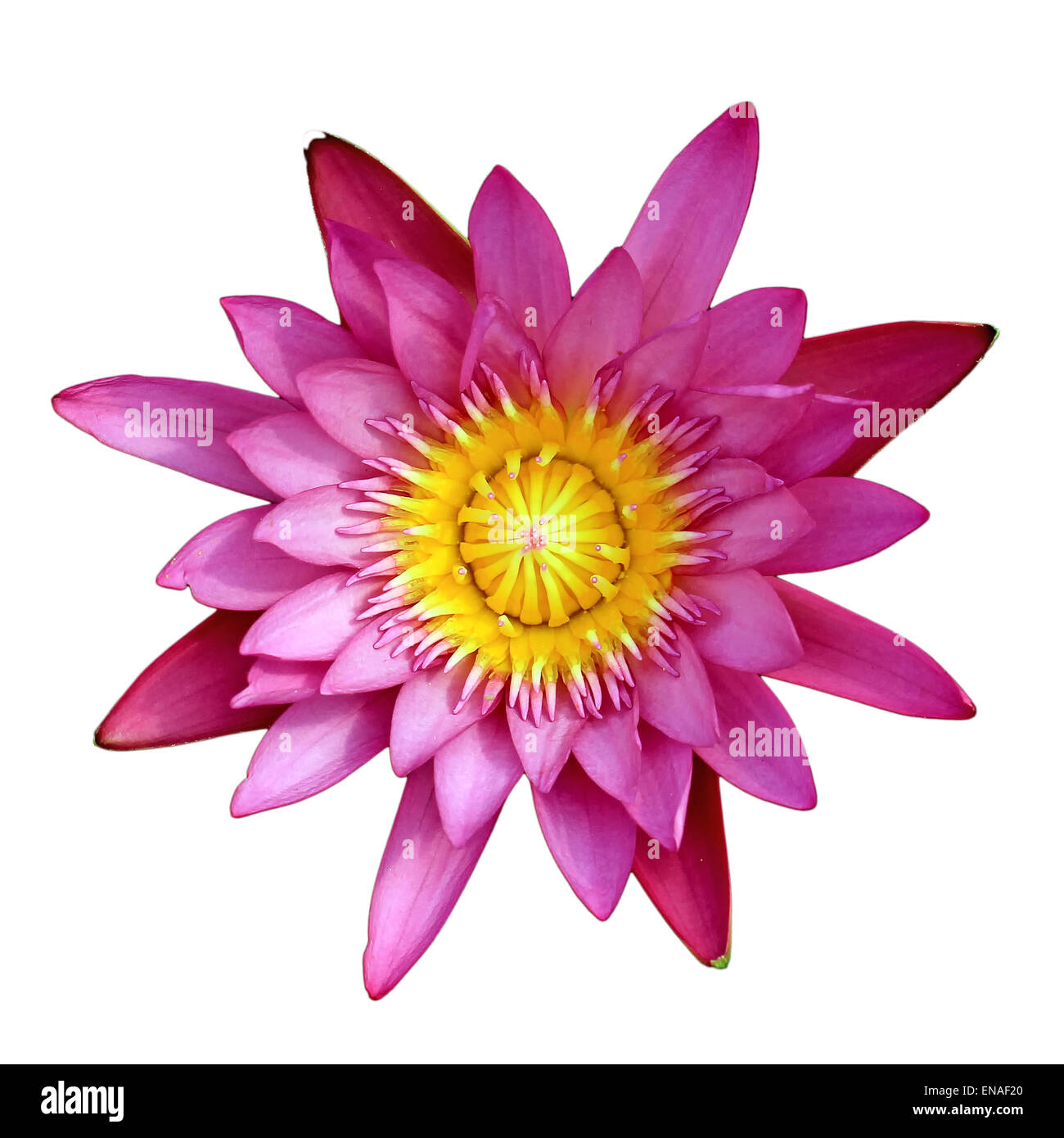 Beautiful Lotus Flower Isolated On White Background Stock Photo Alamy