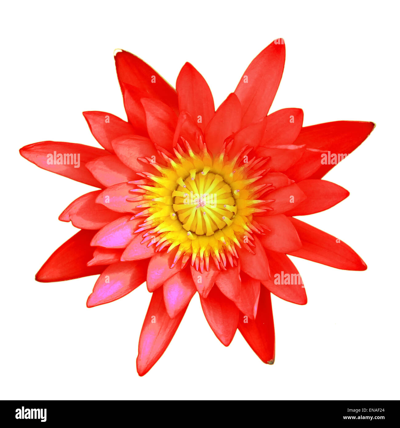 red lotus flower isolated on white background Stock Photo Alamy
