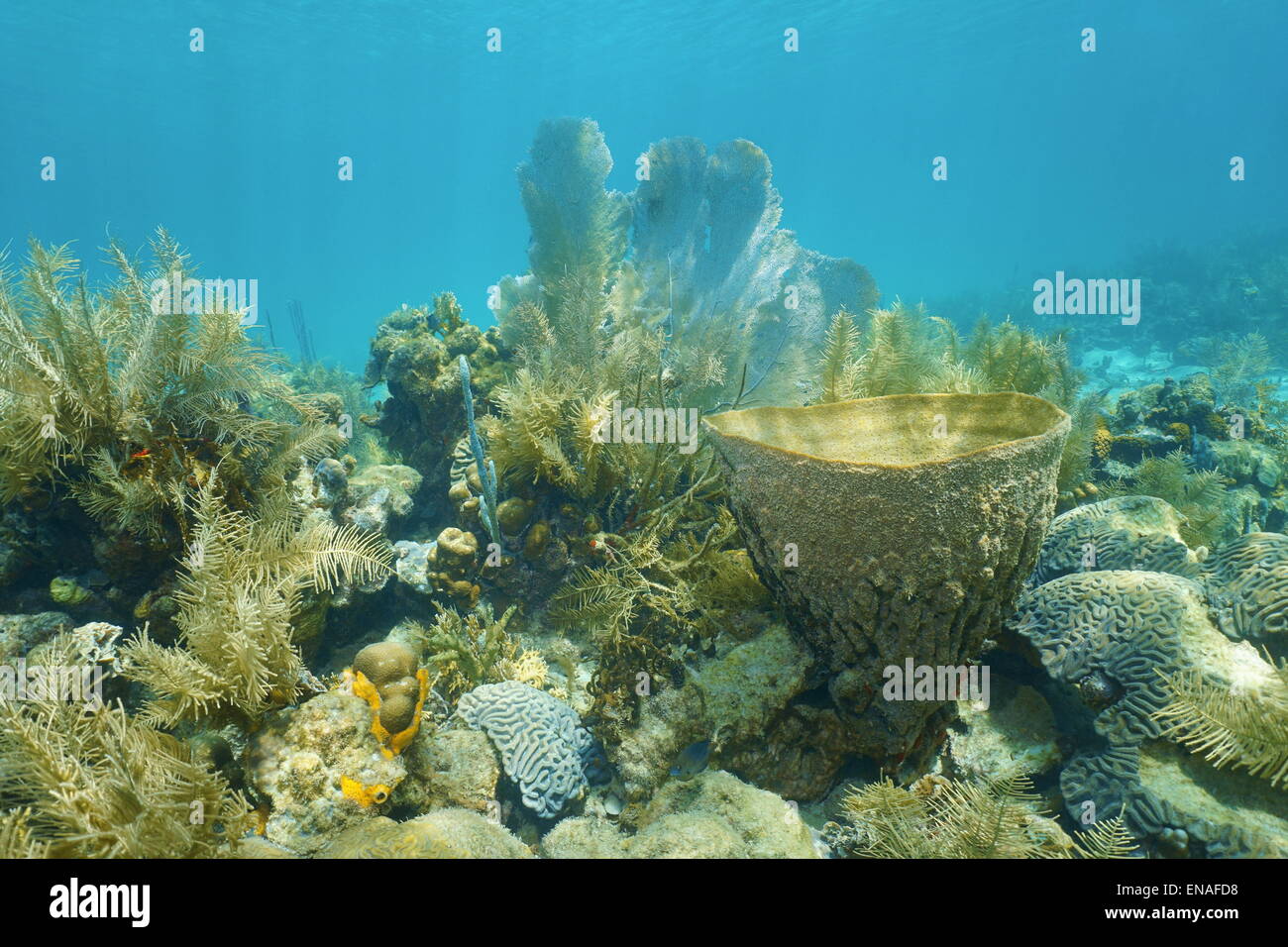 Coral reef under the water with vase sponge, Caribbean sea Stock Photo