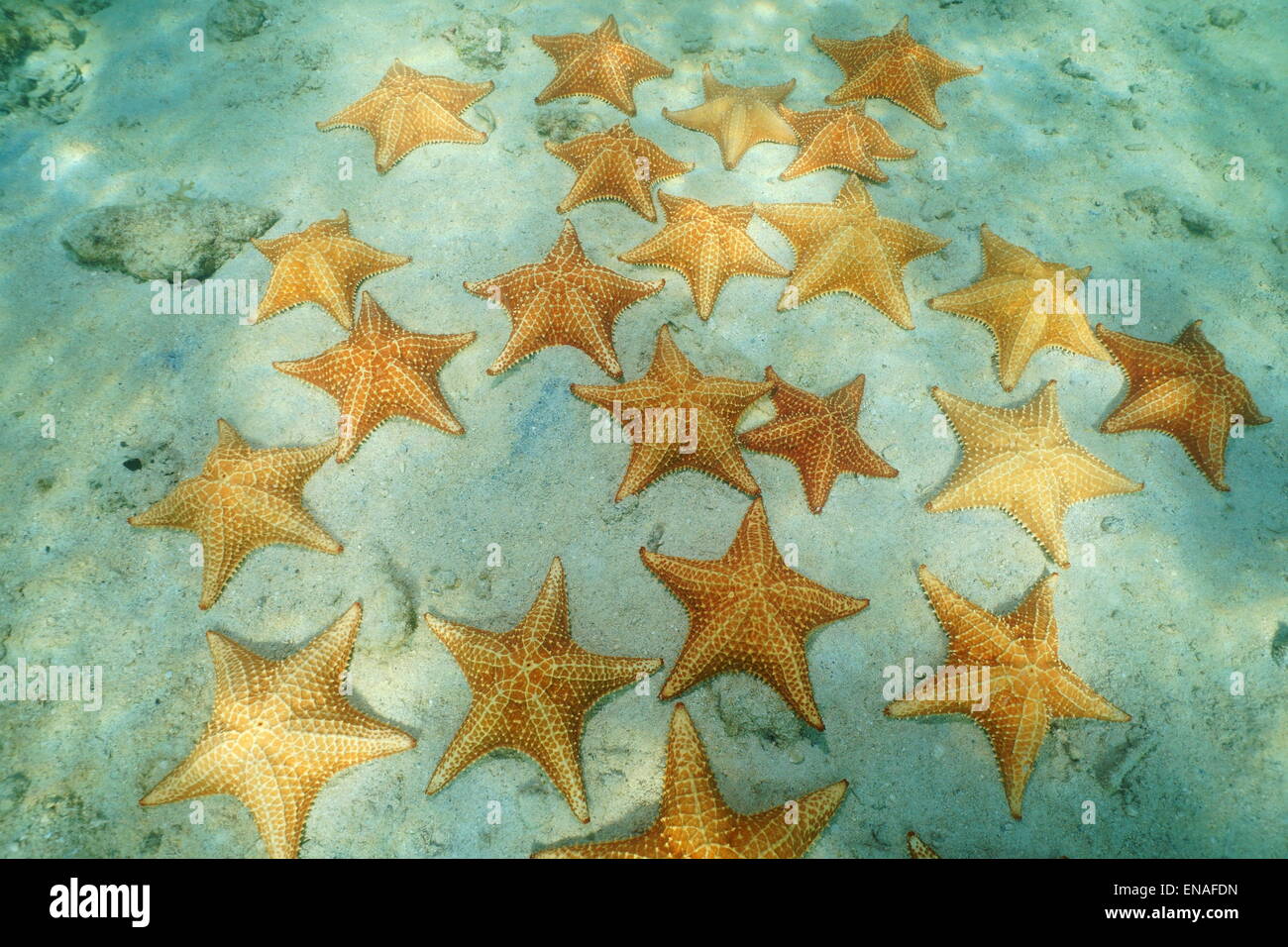 Starfishes underwater, Cushion sea stars Oreaster reticulatus, on sandy seafloor in the Caribbean sea Stock Photo