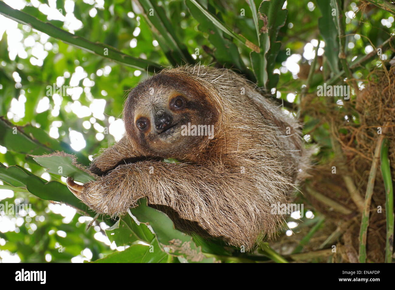 Three-toed sloth looking at camera in the jungle, wild animal, Costa Rica, Central America Stock Photo