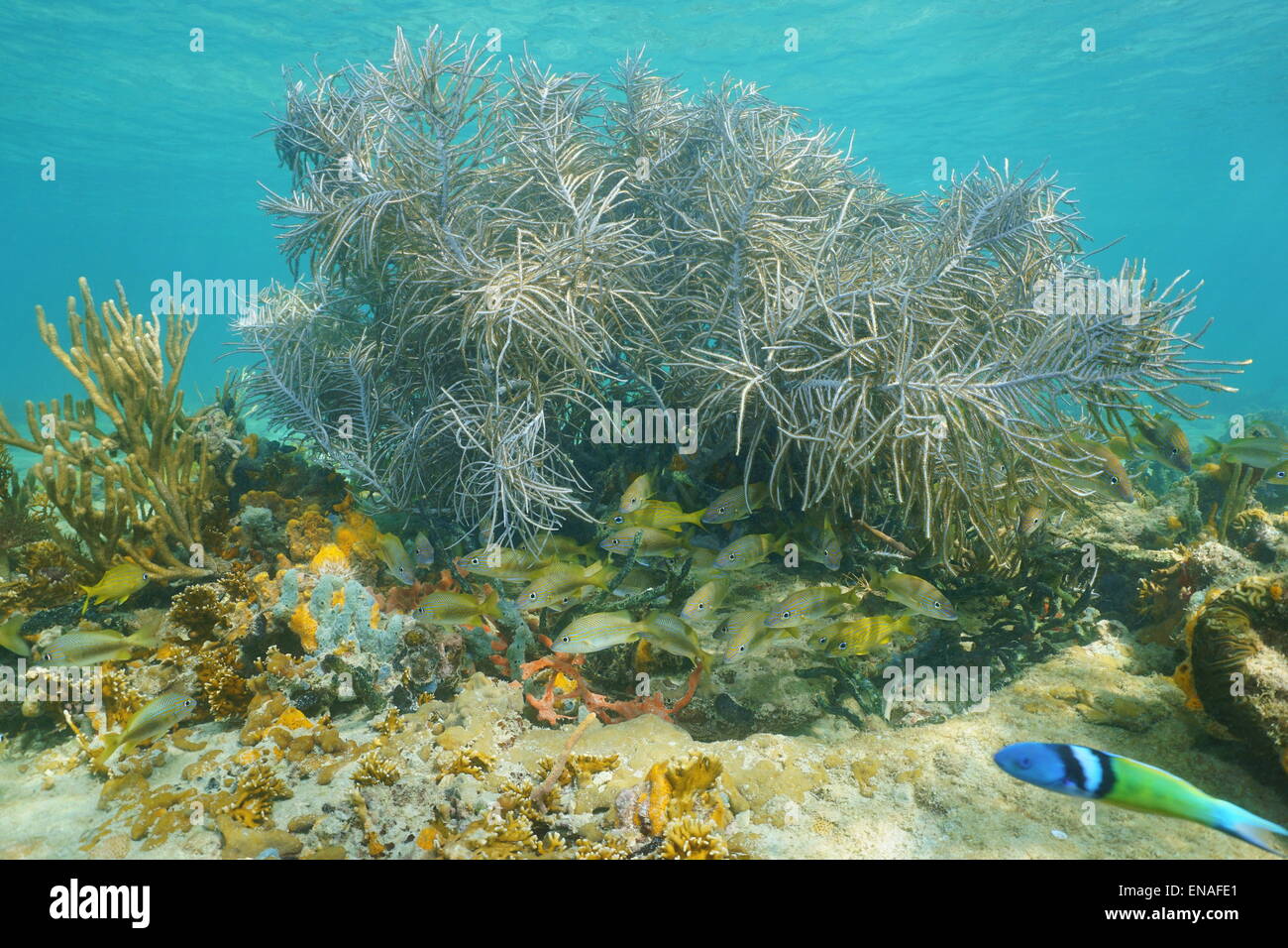 Underwater life, large sea plume soft coral with a school of grunt fish in a Caribbean reef, Central America, Panama Stock Photo