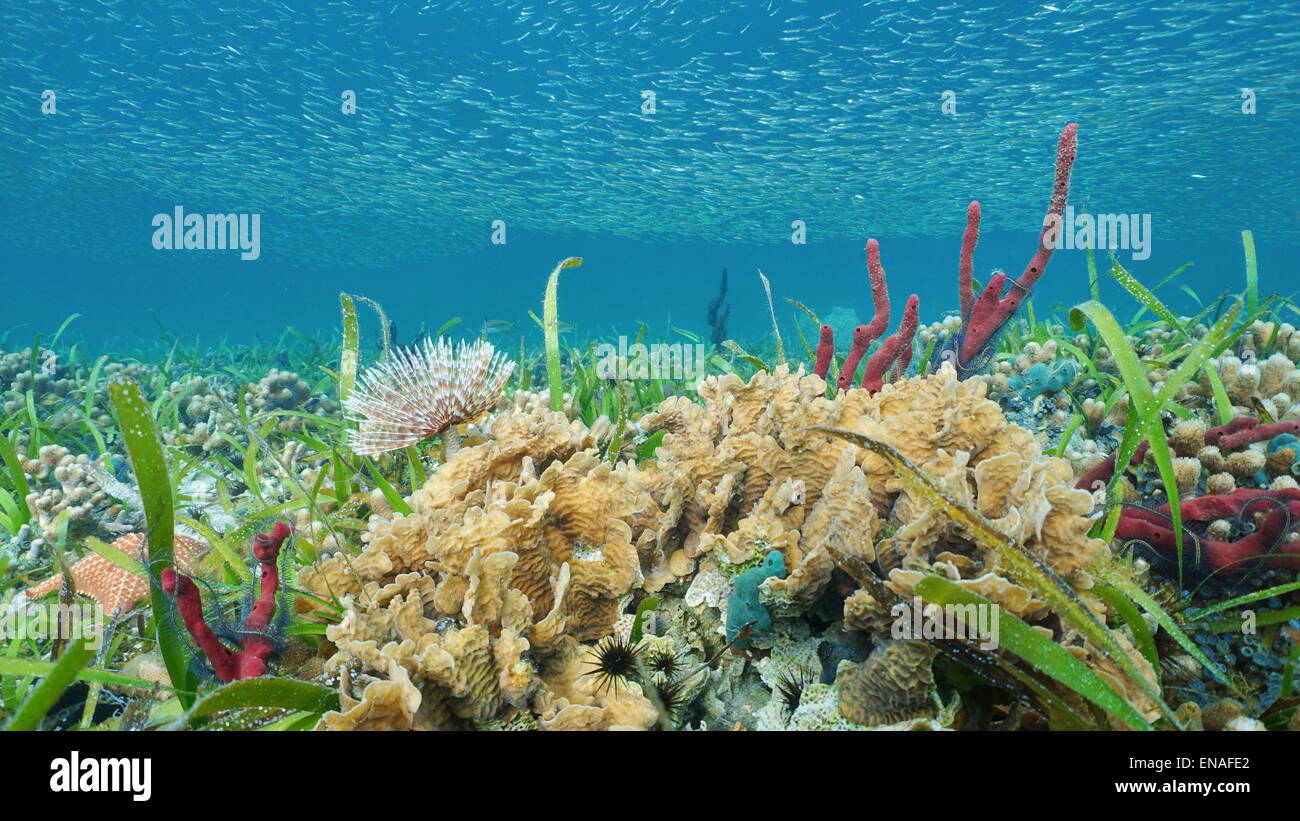 Underwater on a colorful seabed with a shoal of small fish, Caribbean sea Stock Photo