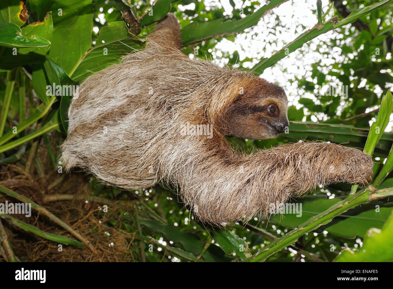 Brown-throated three-toed sloth in the jungle, wild animal, Costa Rica, Central America Stock Photo