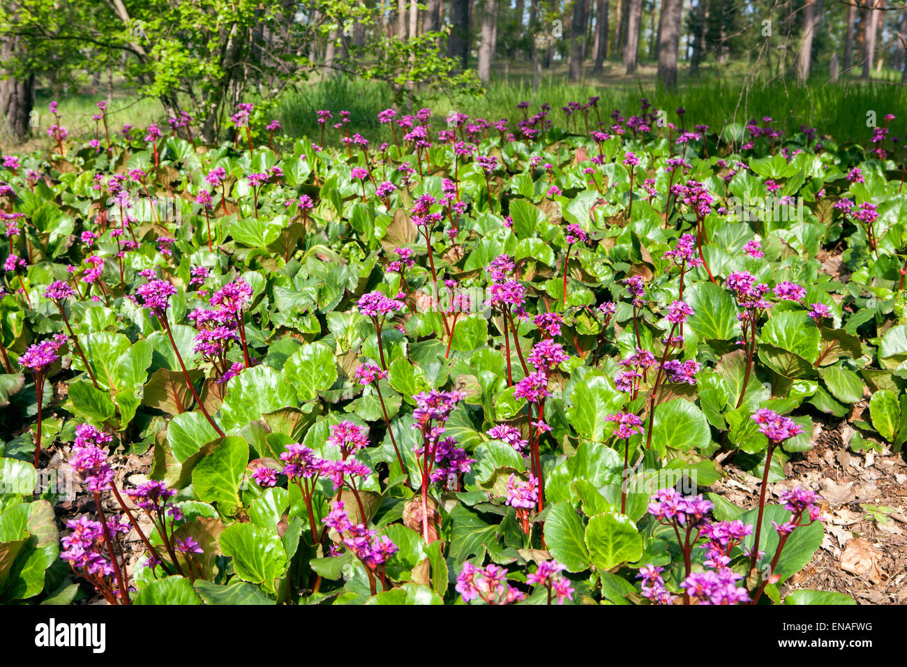 Bergenia cordifolia growing in a garden on the edge of a forest Stock Photo