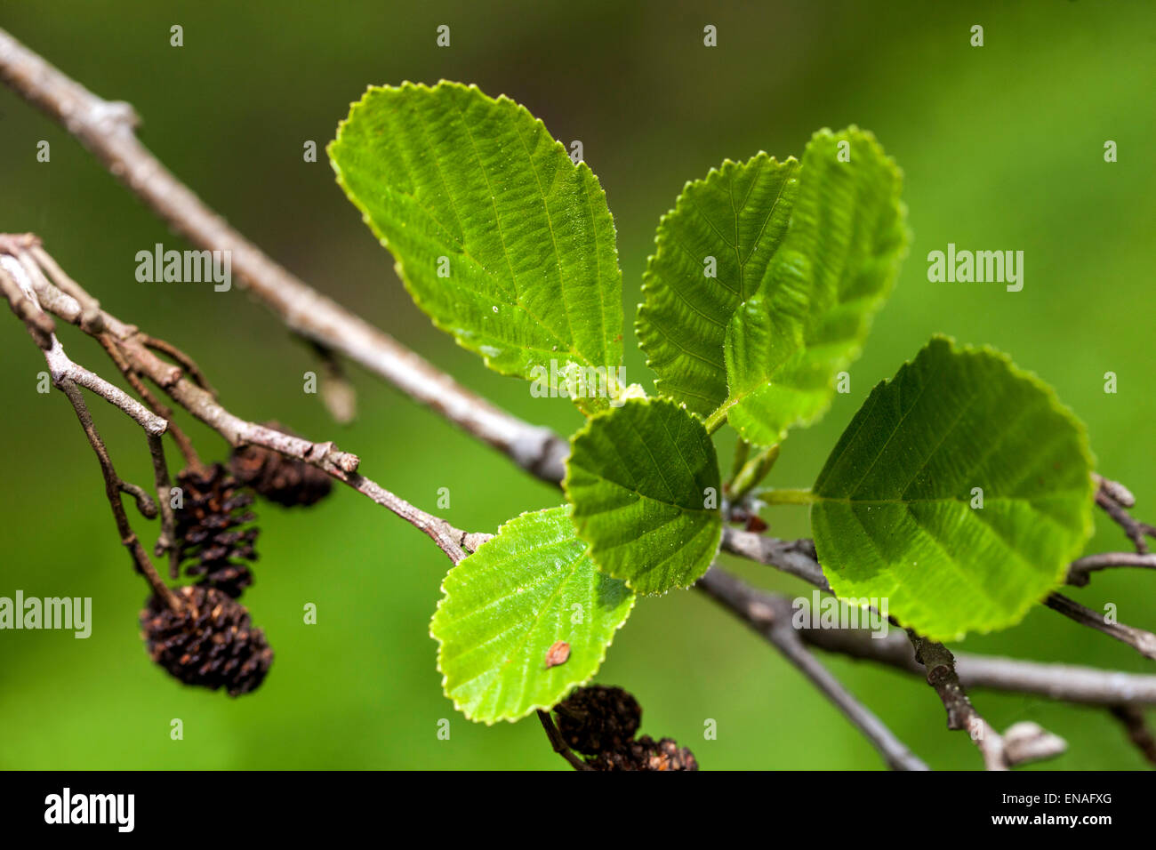 Common alder, Black alder, European alder, Alnus glutinosa, new leaves, old cones Stock Photo