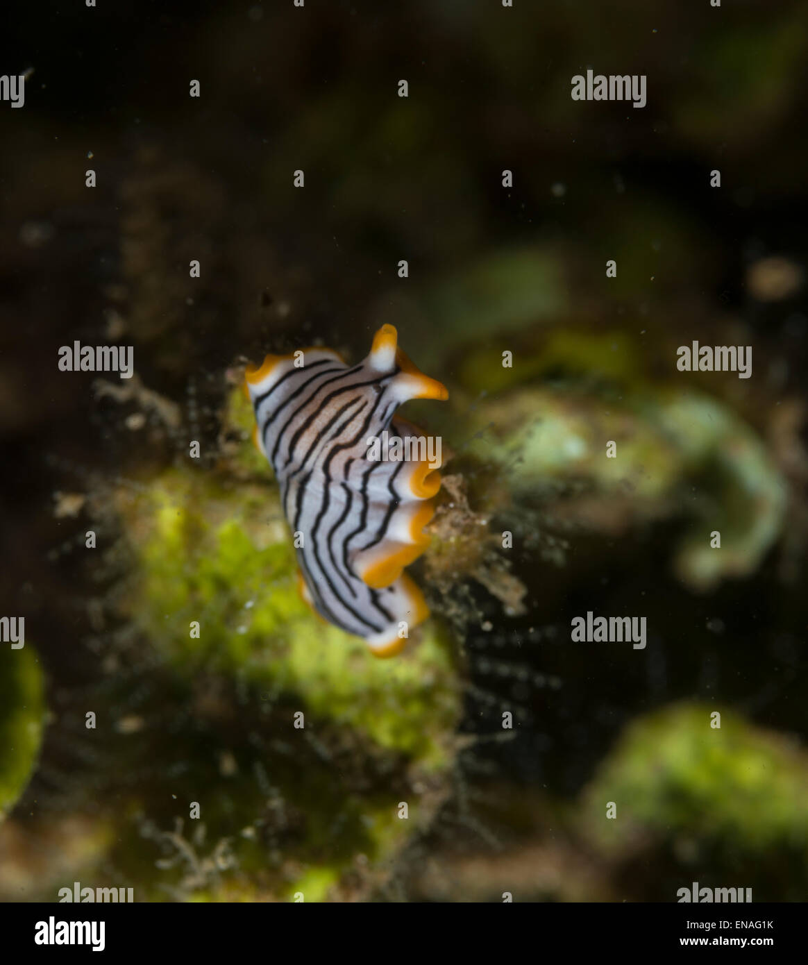 Striped flatworm on a soft coral Stock Photo
