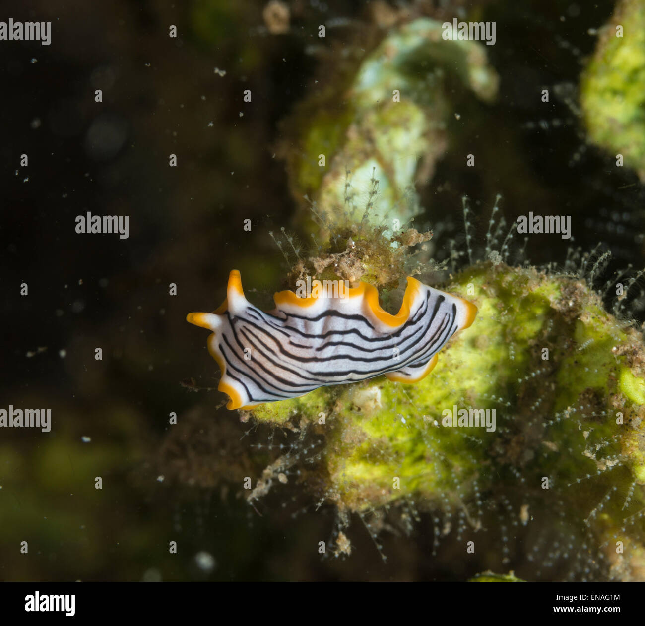 Striped flatworm on a soft coral Stock Photo