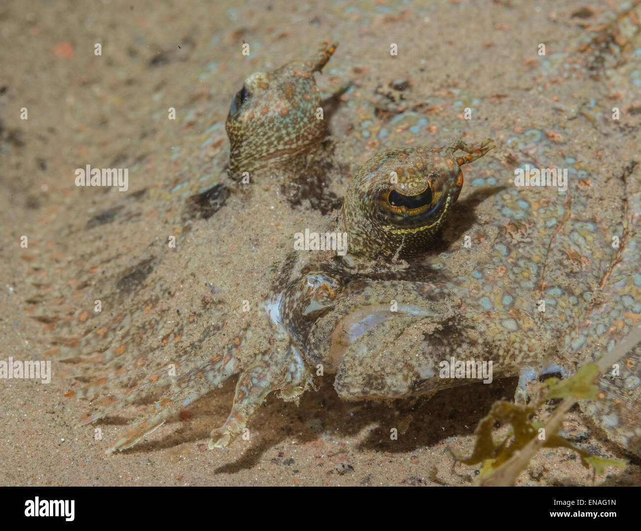 Flounder hiding in the sand Stock Photo Alamy