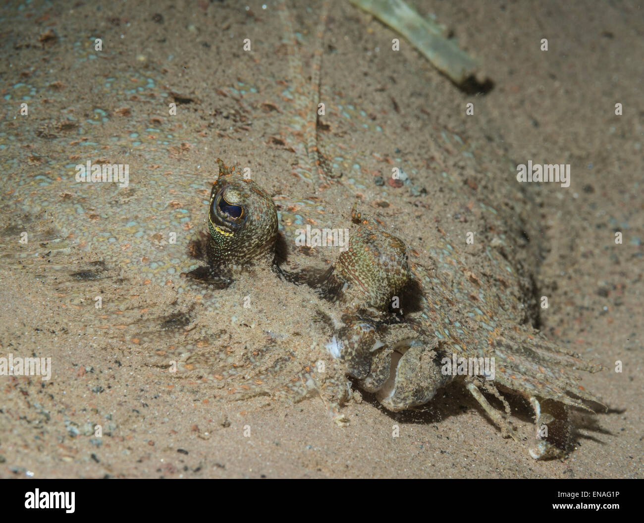 Flounder hiding in the sand Stock Photo Alamy