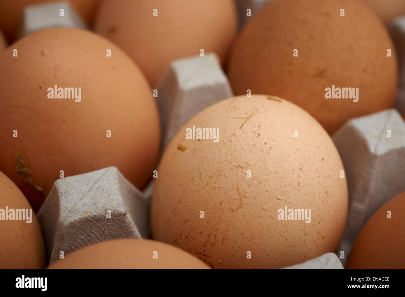 Freshly laid eggs from a Pennsylvania farm Stock Photo