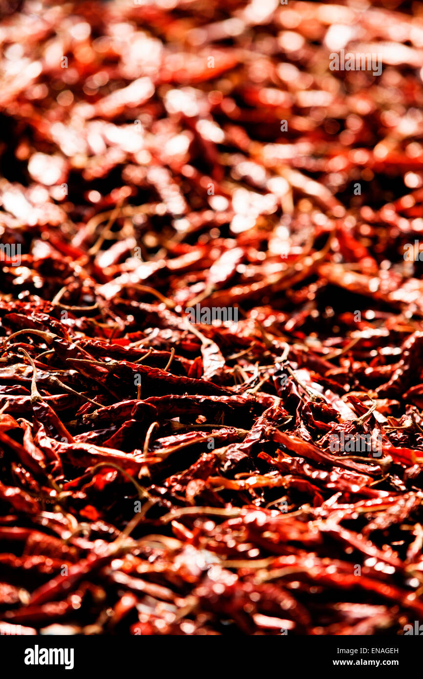 Red chillies being dried in the sun Stock Photo - Alamy