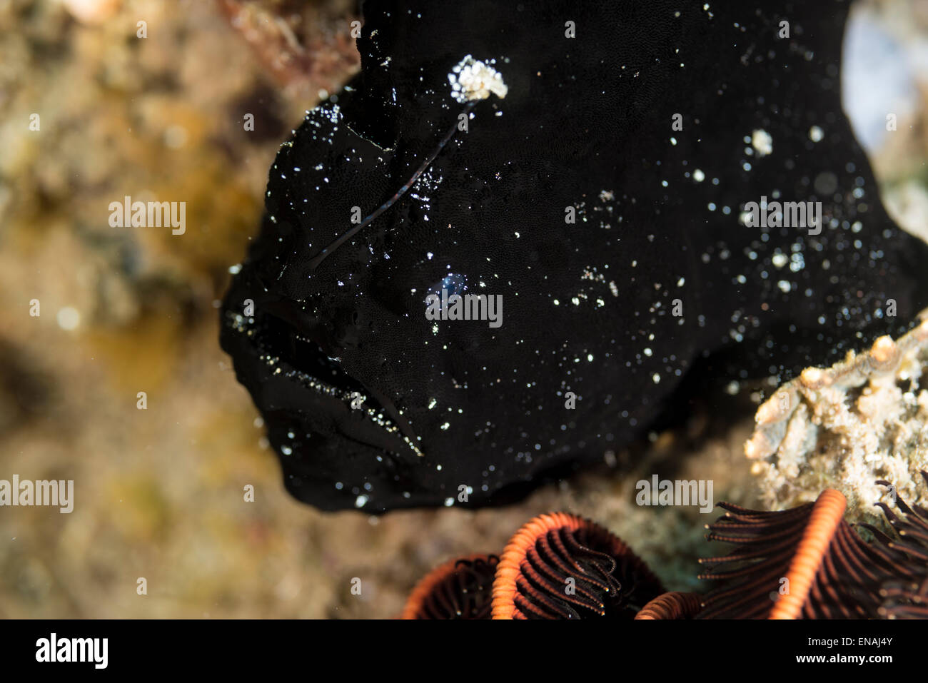 Black frogfish on a coral Stock Photo