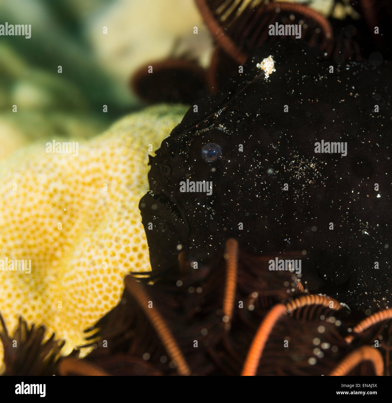 Black frogfish on a coral Stock Photo