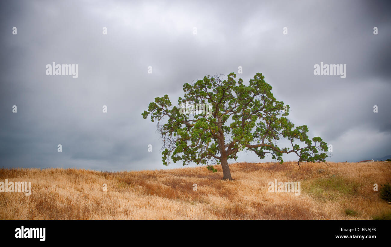 Live oak tree silhouette on sky hi-res stock photography and images - Alamy