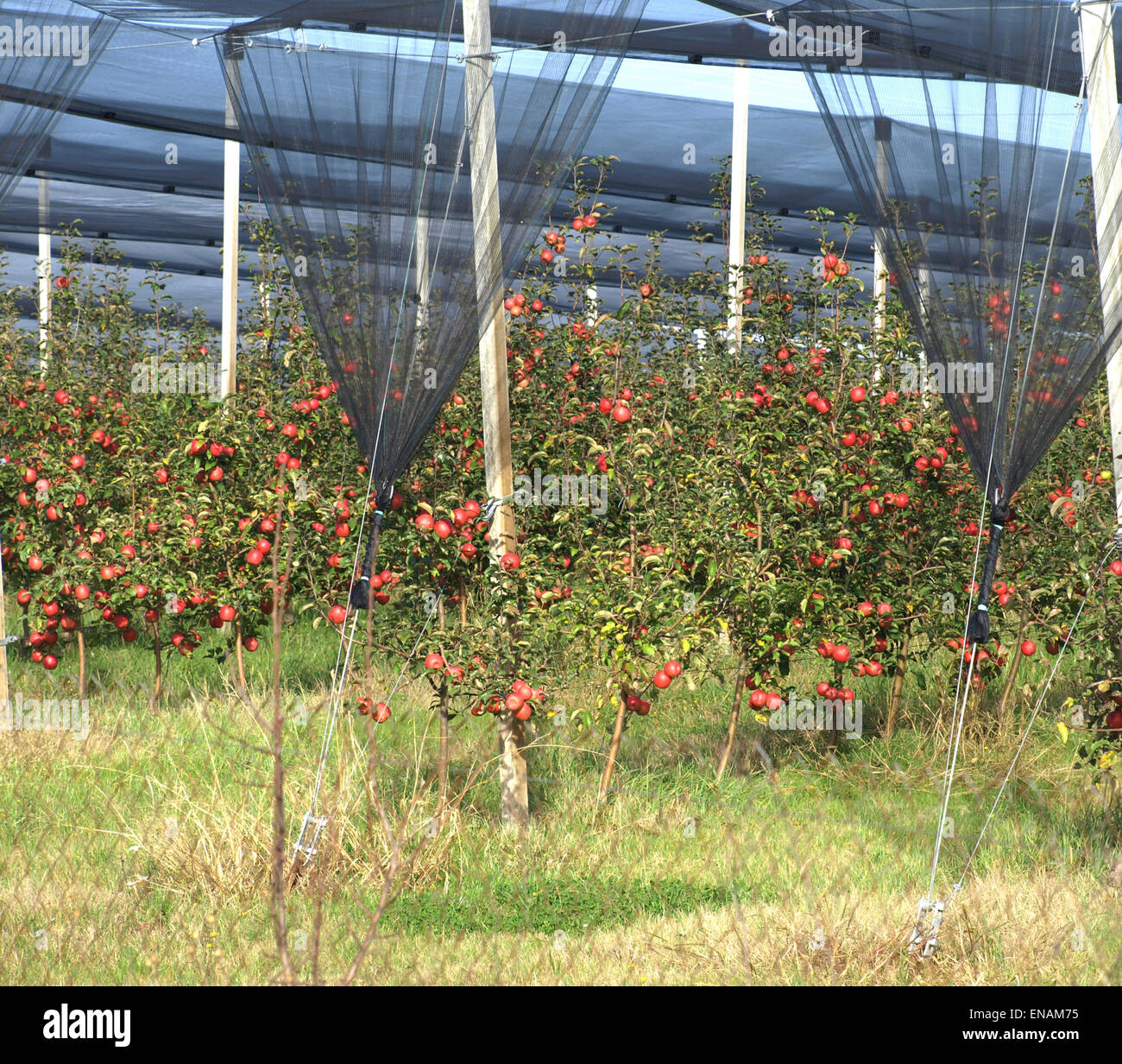 Apple orchard with red ripe apples on the trees Stock Photo - Alamy
