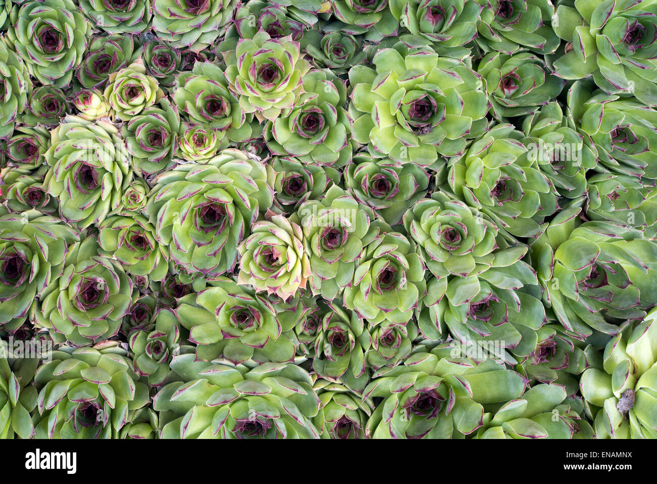 Background of the succulent plant of the genus Sempervivum. Also known as Houseleeks or 'Hen and Chicks' Stock Photo