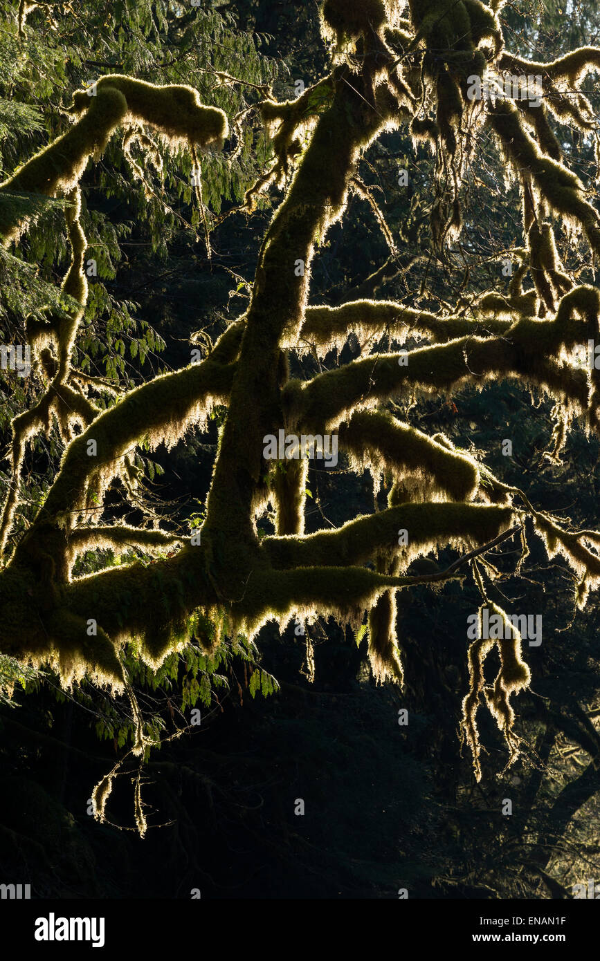 Moss draped Bigleaf maple tree, Middle Santiam Wilderness, Oregon. Stock Photo
