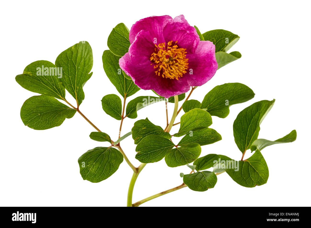 Pink peony flower, isolated on white background Stock Photo - Alamy