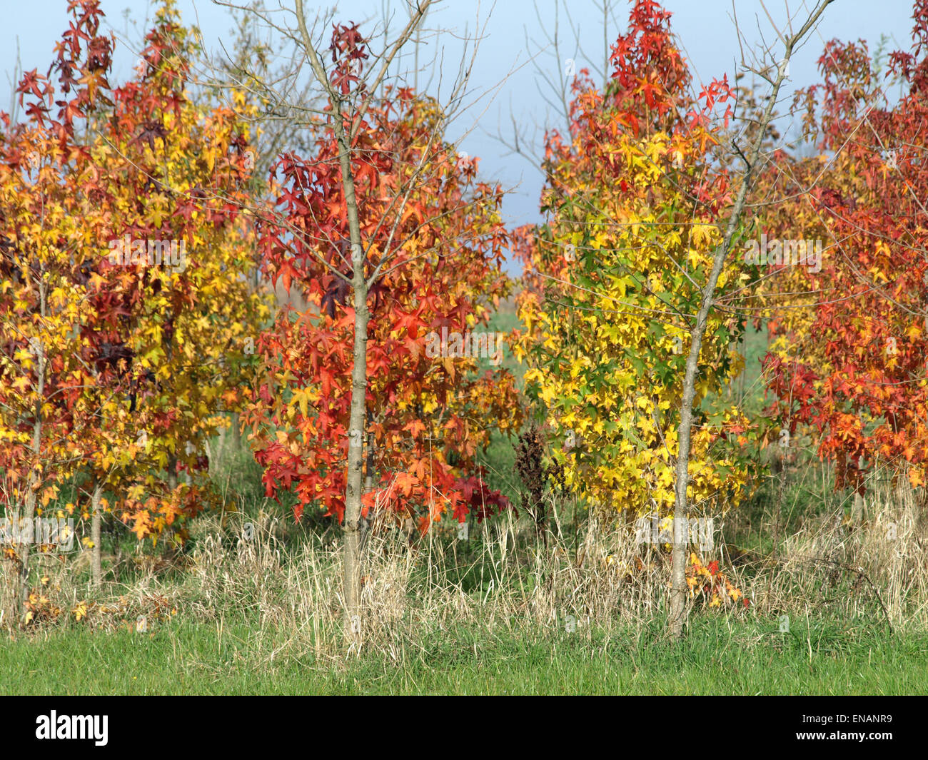 Yellow and red leaves on trees in autumn Stock Photo