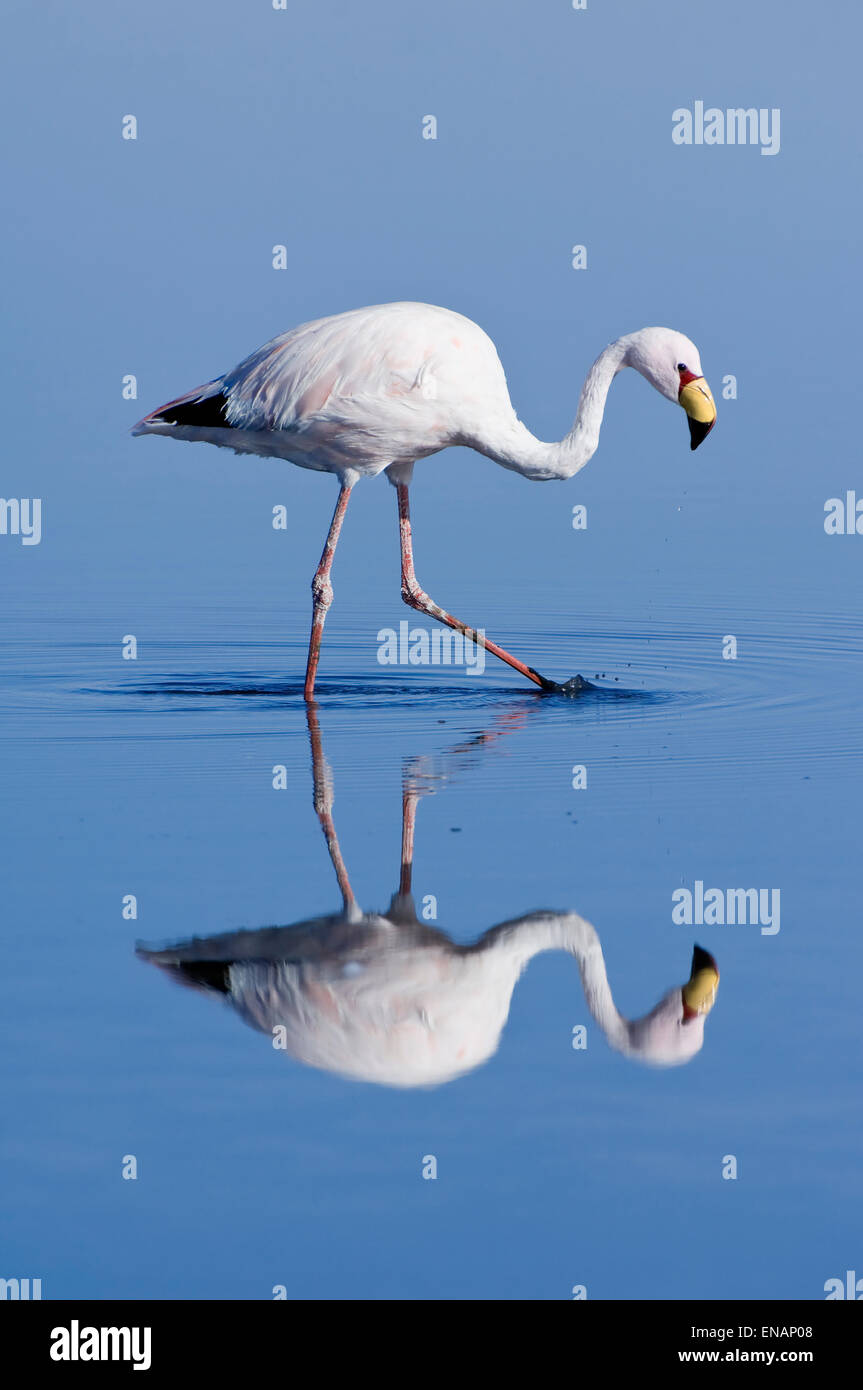 Puna or James’s Flamingo (Phoenicoparrus jamesi), Phoenicopteridae family, Laguna de Chaxa, Atacama desert, Chile Stock Photo