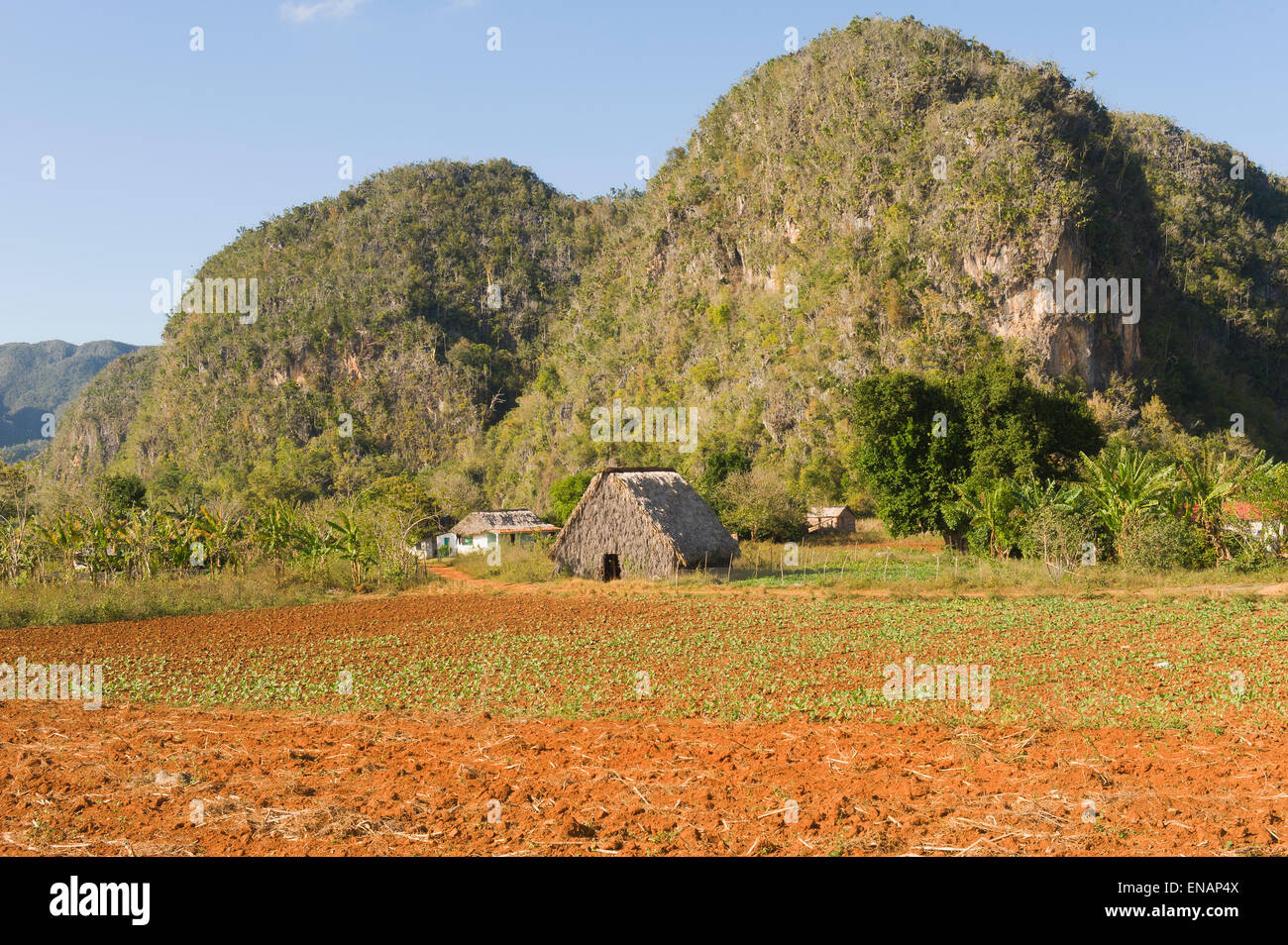Vinales Valley, Mogotes, Vinales, Pinar del Rio Province, Cuba, Central America, Unesco World Heritage Site Vinales Tal, Mogotes Stock Photo