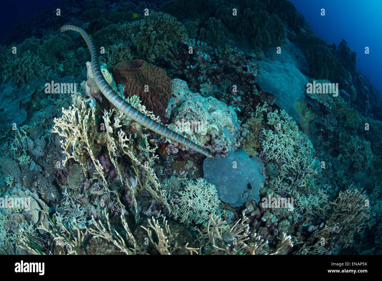 A sea snake swims close to the bottom of the reef in search for a possible pray to eat Stock Photo