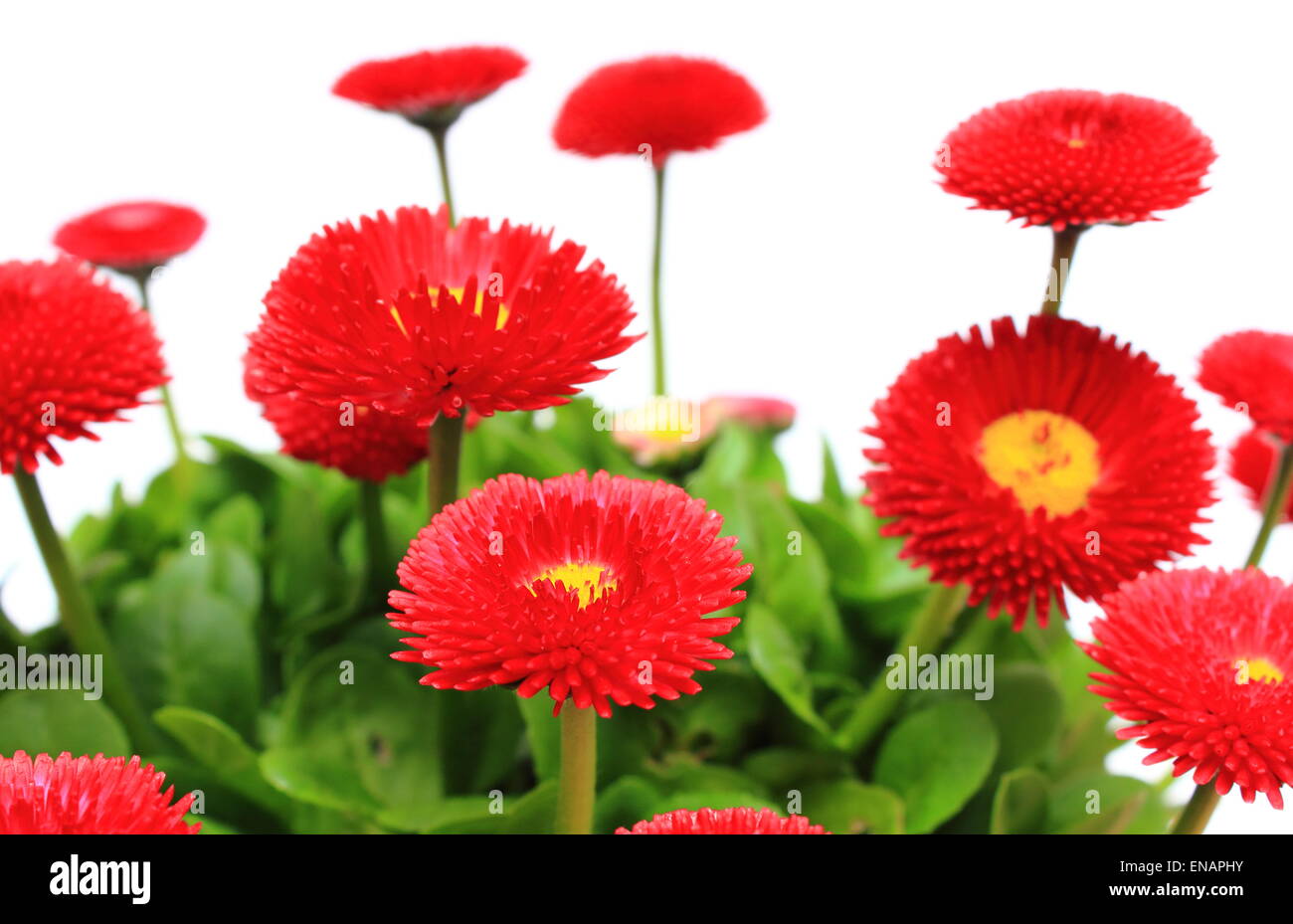Composition of red daisies isolated on white background Stock Photo Alamy