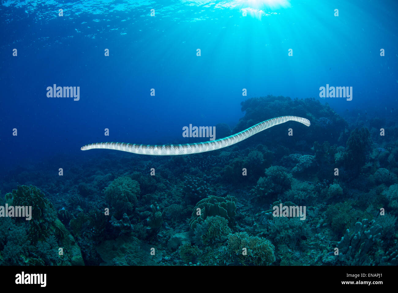 A poisonous sea snake swims horizontally just above the top reef and gives a nice vie of its body and tail Stock Photo
