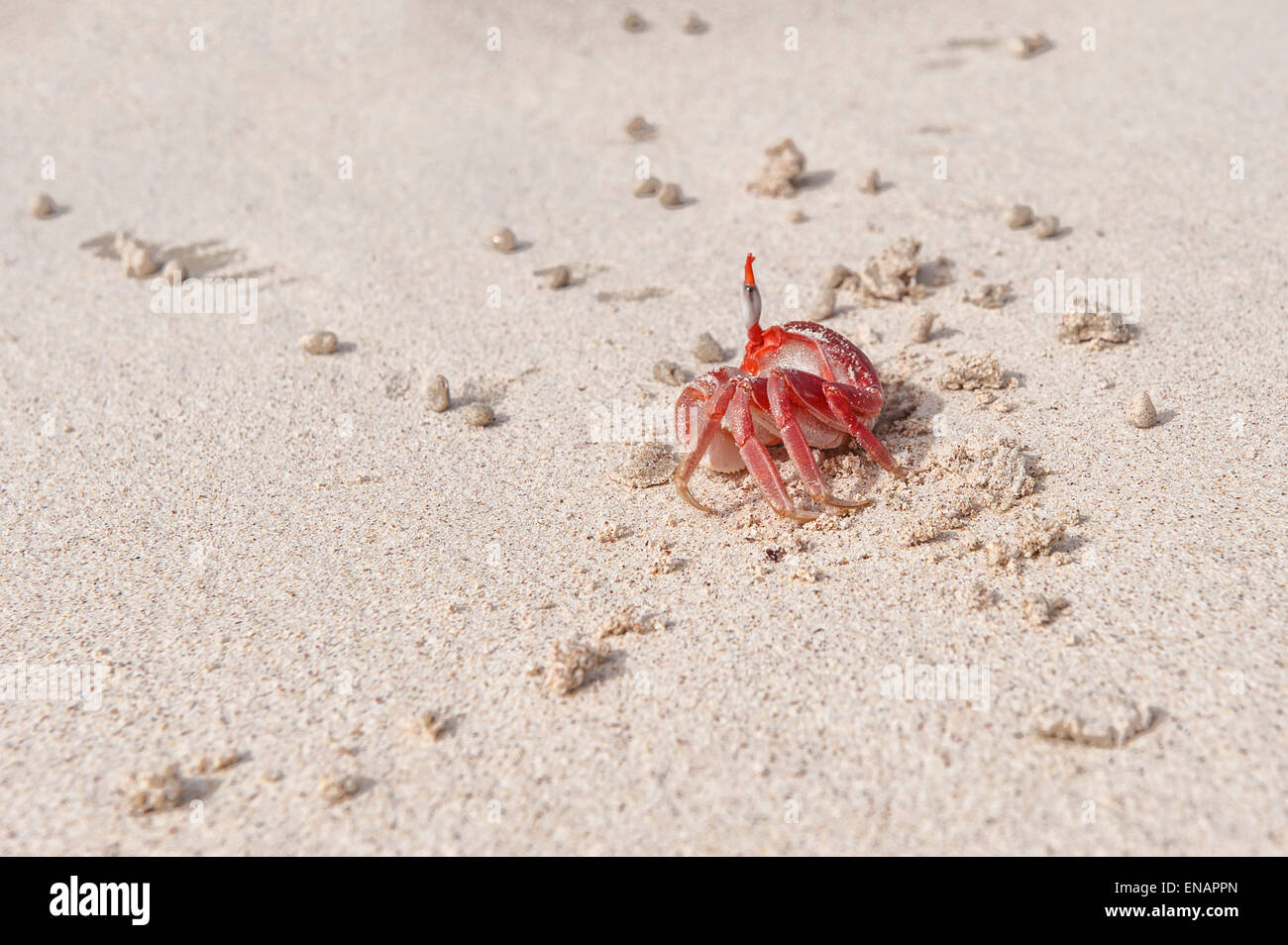 Ghost crab (Ocypode Gaudichaudii), San Cristobal Island, Galapagos, Ecuador Stock Photo