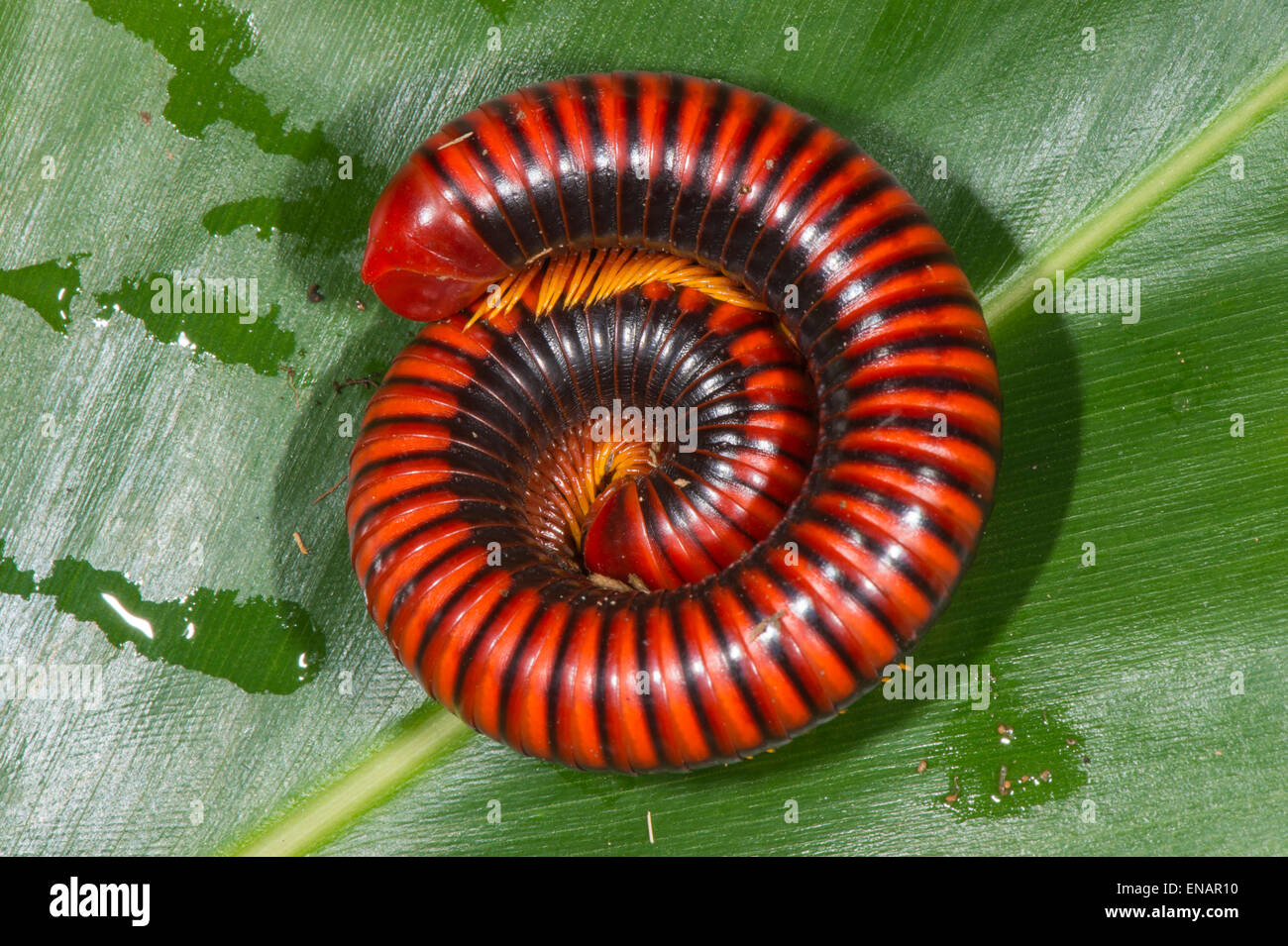 giant millipede