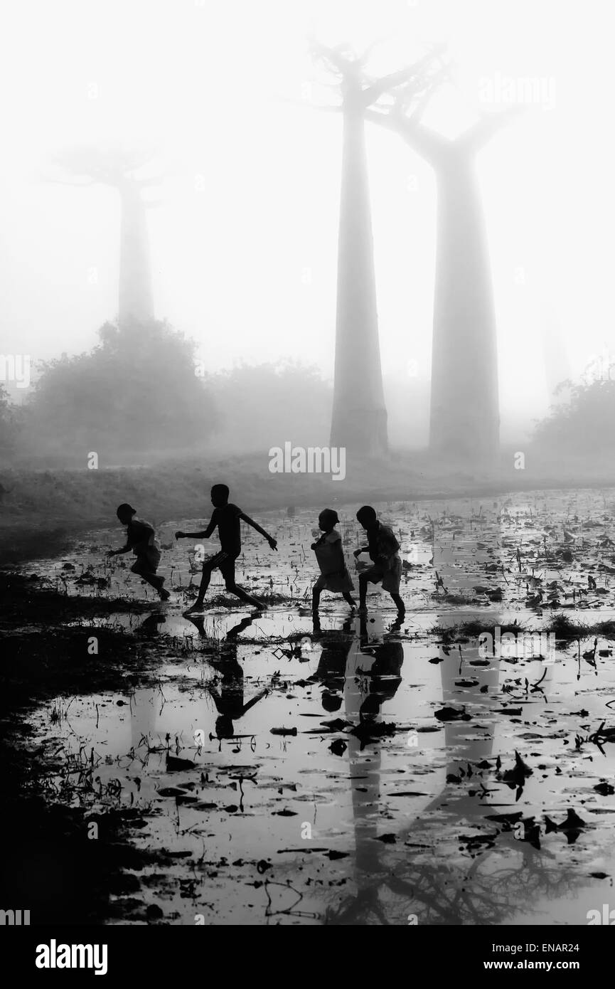 Malagasy children running on a foggy morning in a pond in front of baobab trees (Adansonia Grandidieri), Morondava, Madagascar Stock Photo