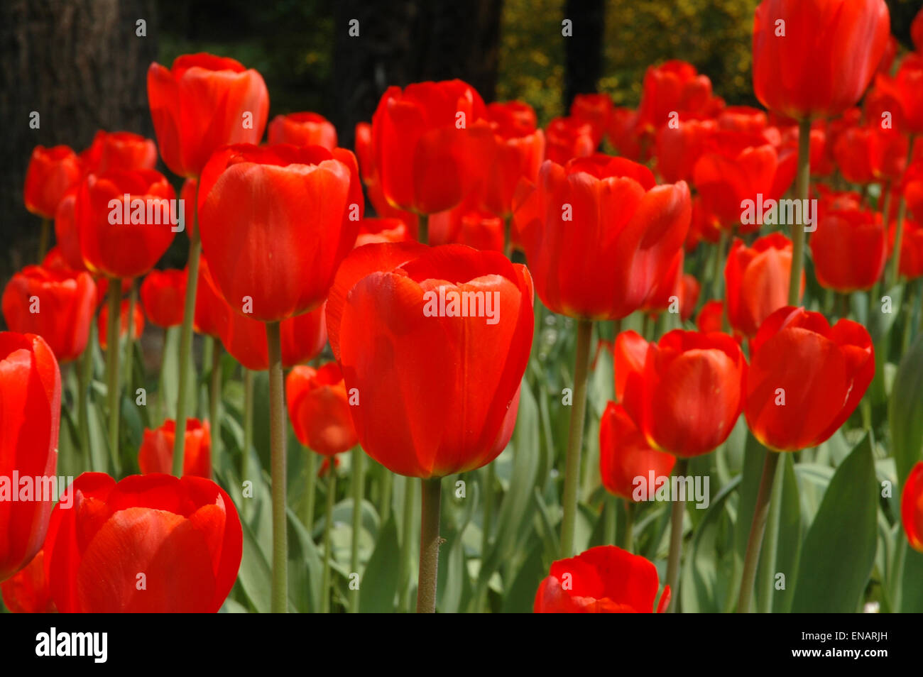 field of red tulips bloom in spring Stock Photo - Alamy