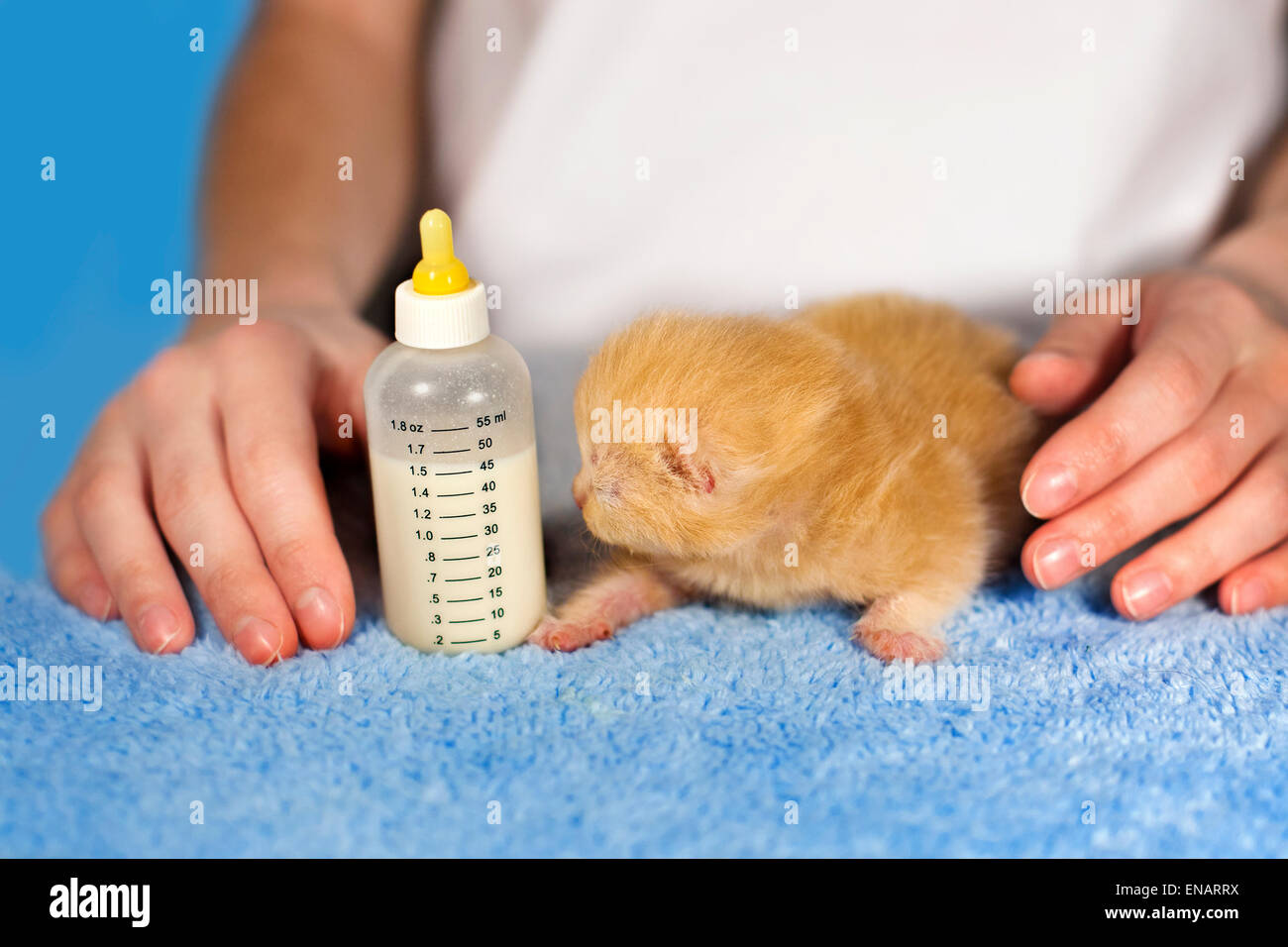 Feeding little beige kitten with milk replacer Stock Photo Alamy