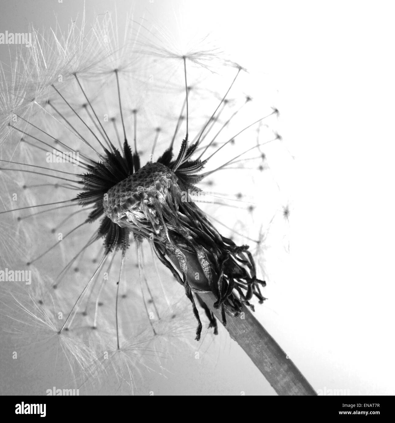 Seed head of a dandelion in black and white Stock Photo - Alamy