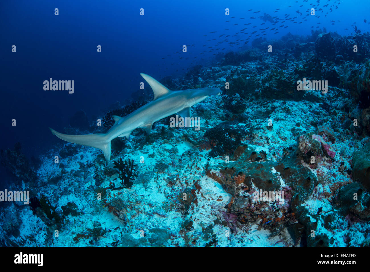 The full body side of a beautiful scalloped hammerhead shark up close with stunning blue background. Stock Photo