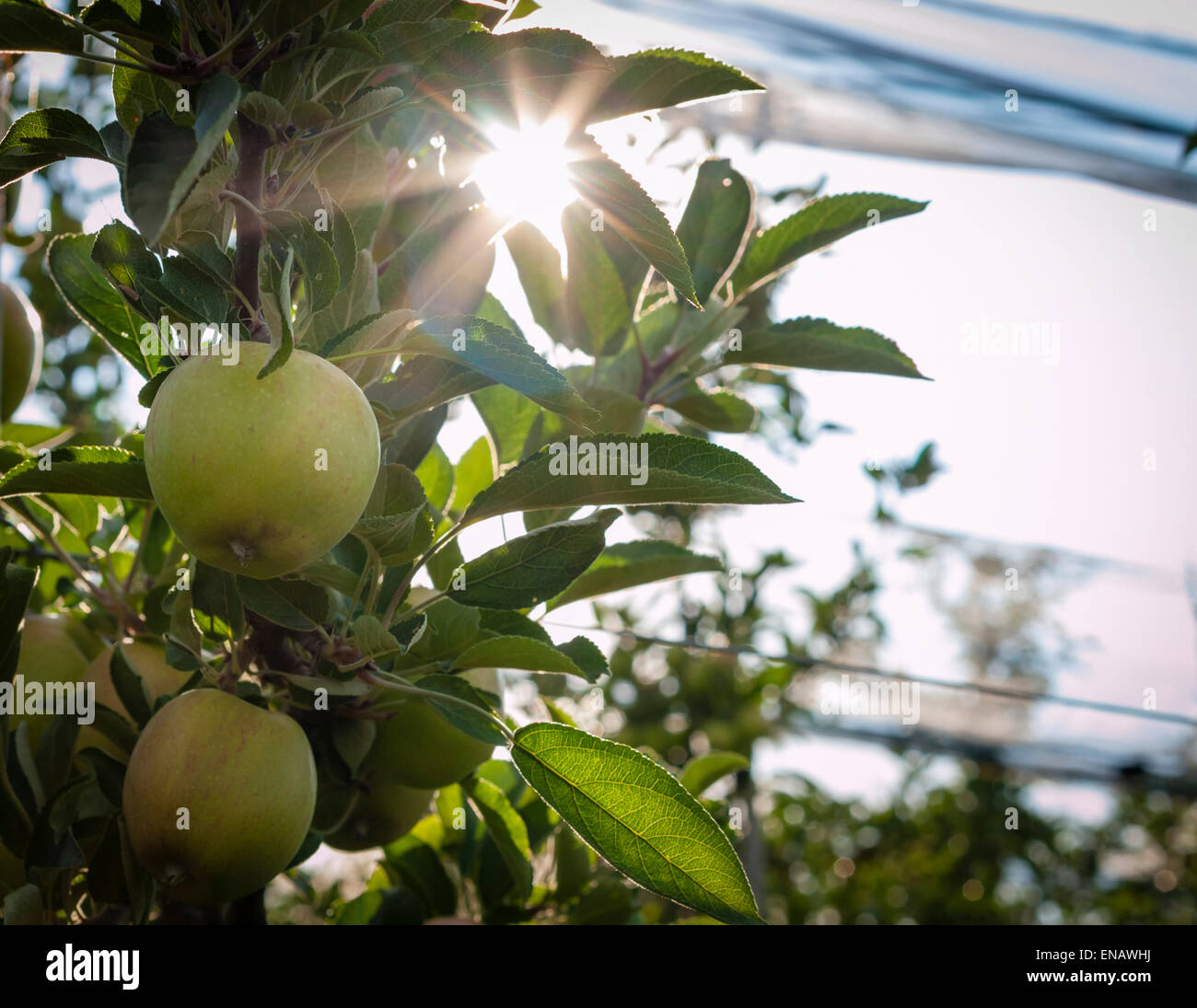 Apple orchard in southern Germany near Friedrichshafen (Lake Constance area). The area around Lake Constance ("Bodenseegebiet") Stock Photo