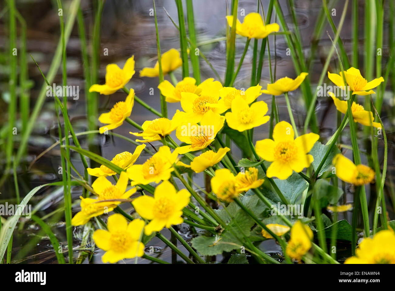 Yellow flowers on the water Stock Photo Alamy