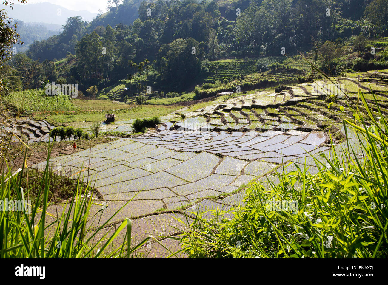 Paddy field rice farming terraces, Ella, Badulla District, Uva Province, Sri Lanka, Asia Stock Photo