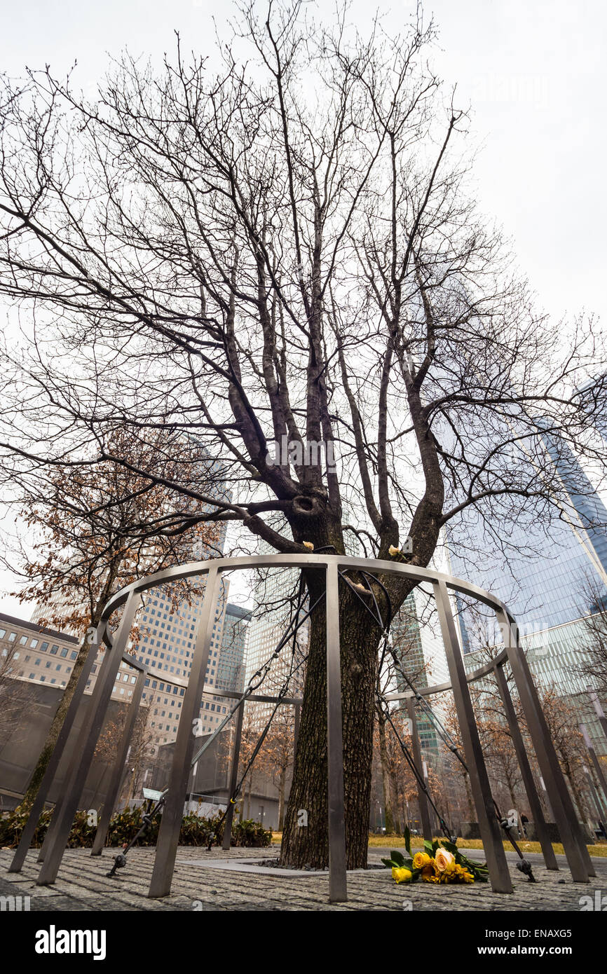 National September 11 Memorial & Museum - Flowers were placed at the Survivor  Tree on the 9/11 Memorial for the victims of the Manchester bombing. Our  thoughts and prayers are with the