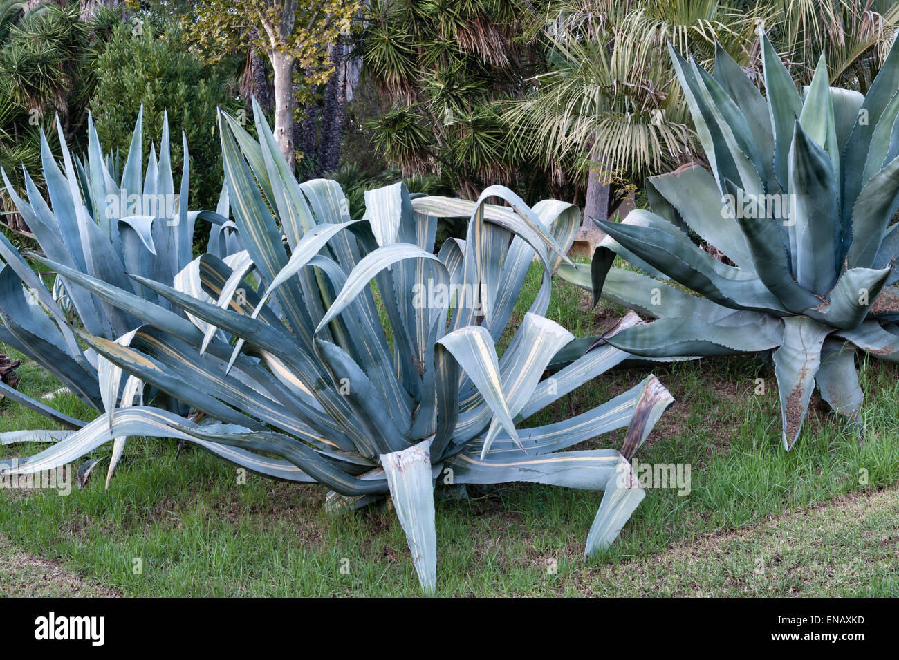 Agave plants hi-res stock photography and images - Alamy