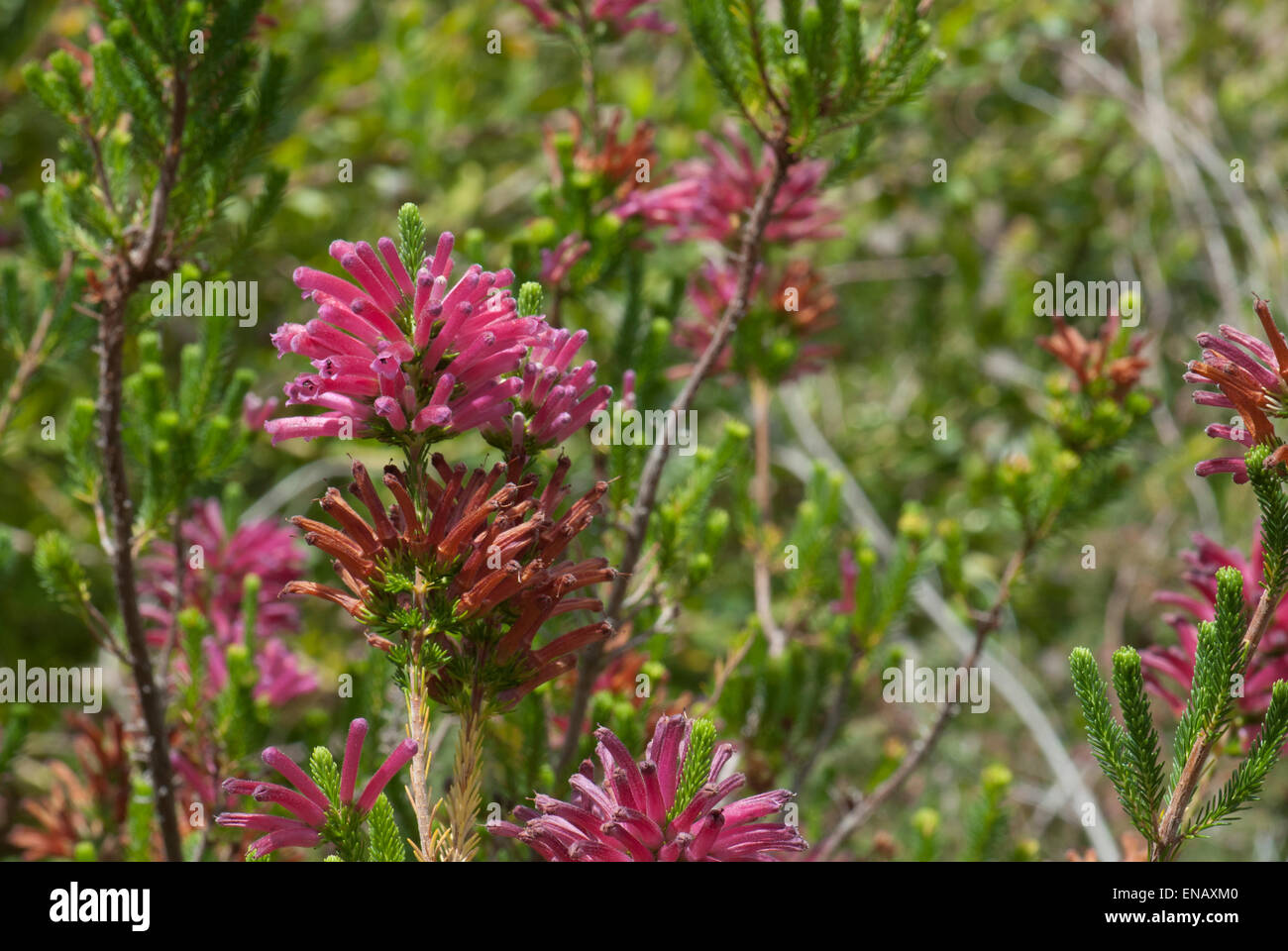Erica verticillata 'Cherise'. The Cherise whorled heath. Kirstenbosch national botanical garden. Cape Town. South Africa Stock Photo