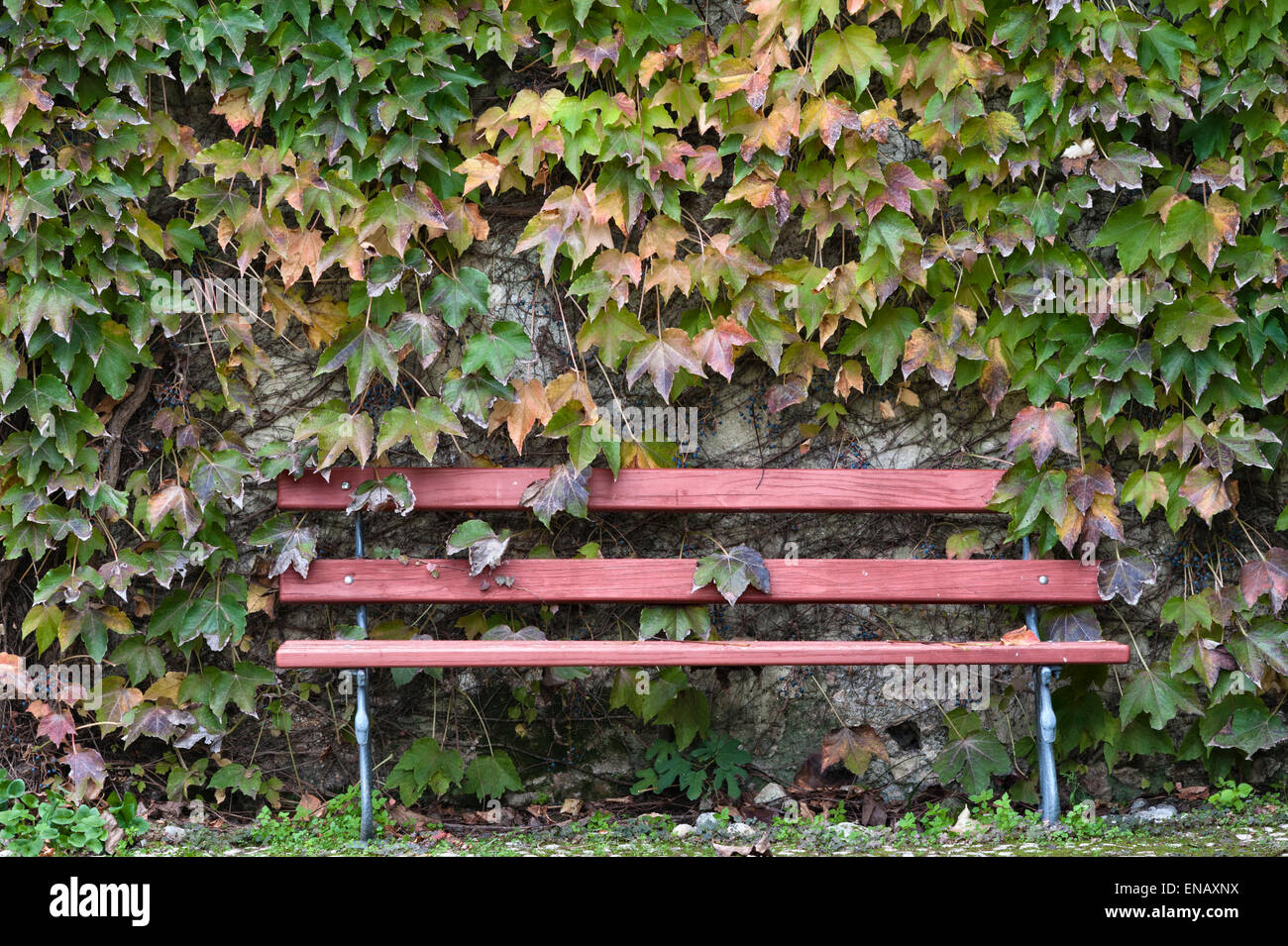 A garden bench in front of a wall of Boston ivy (Parthenocissus ...