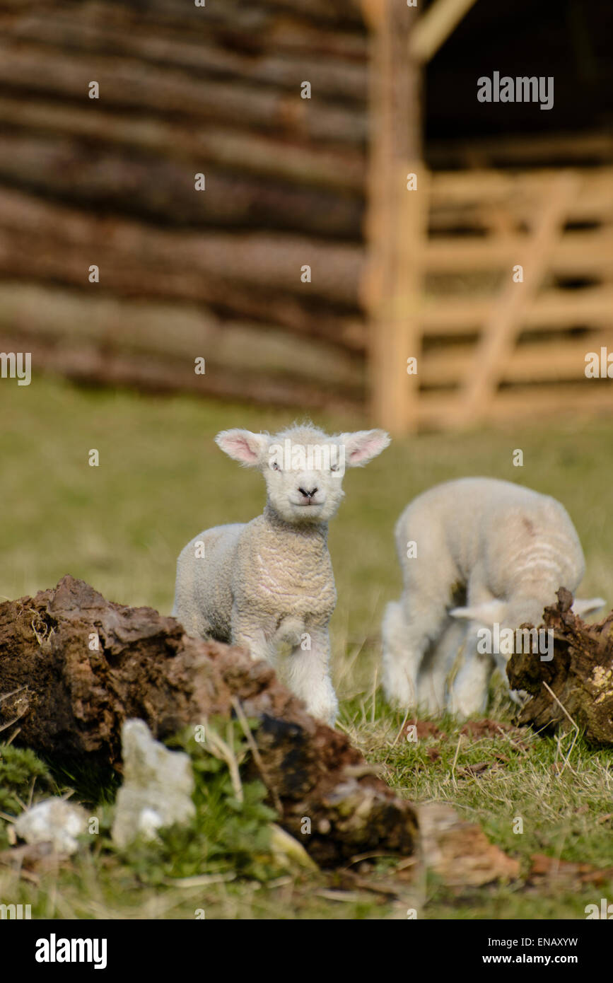 Lambs enjoying the sunshine - Breed - Ryeland Stock Photo - Alamy