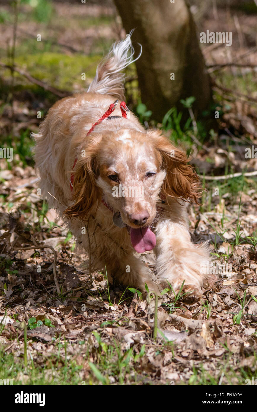 Working Cocker Spaniel, lemon roan, enjoying a forest walk Stock Photo Alamy